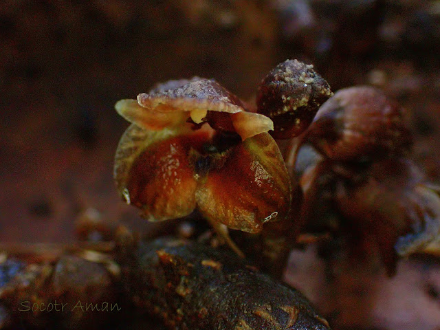 Gastrodia pubilabiata