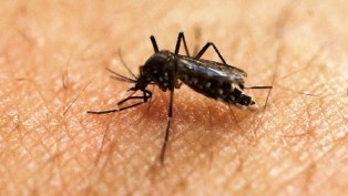  Aedes aegypti merupakan jenis nyamuk pembawa virus dengue 5 Istilah Tentang Penyakit Menular