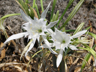 Sea Daffodils Mastichari