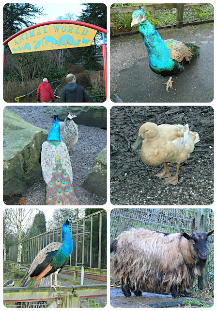 Animal World Moss Bank Park Peacocks Duck Goat