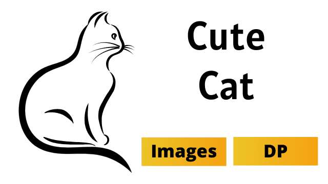 Cat Images