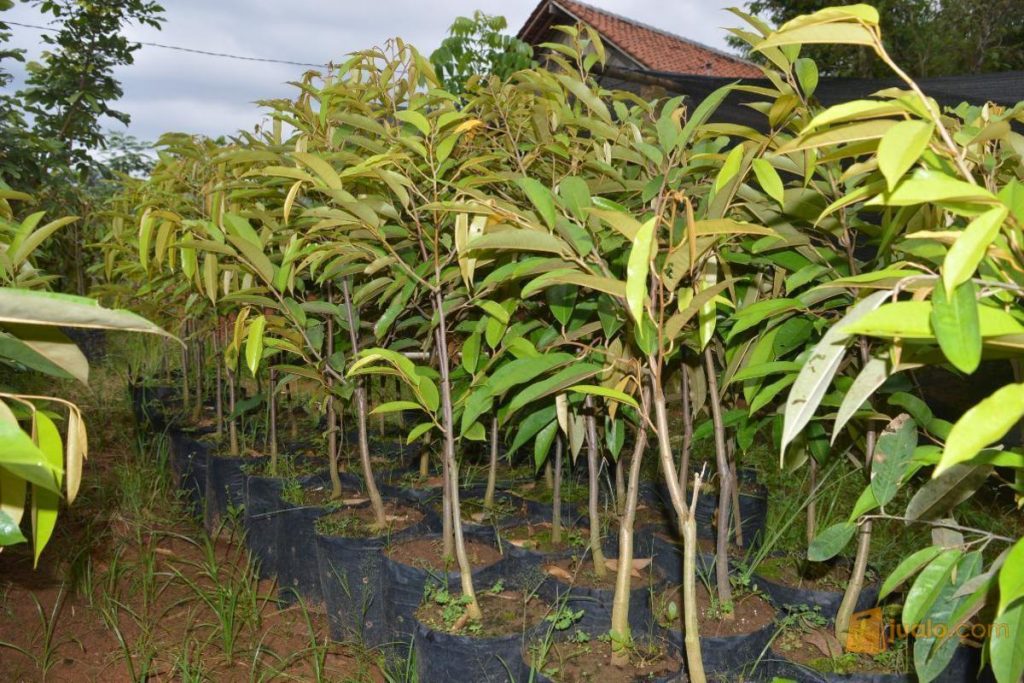 bibit durian duri hitam ochee daun rimbun Bandar Lampung