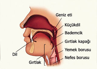 Docetaxel Eklenen Üçlü Kemoterapi, Gırtlağın Alınmasını Engelliyor