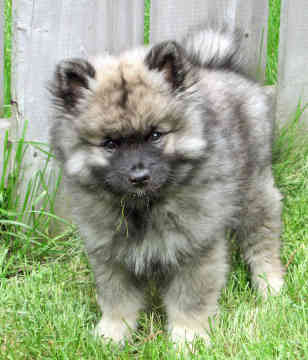 Keeshond Puppy Pictures