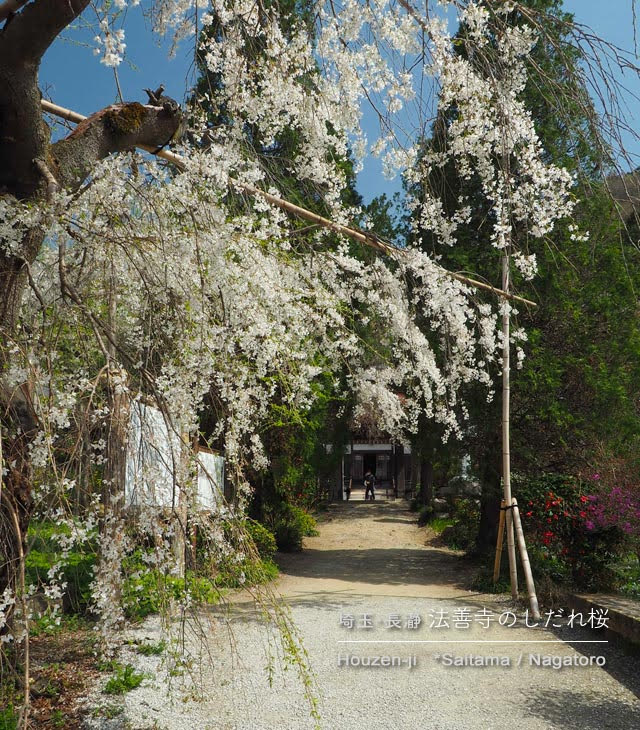 長瀞･法善寺のしだれ桜