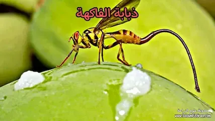 ذبابة الفاكهة