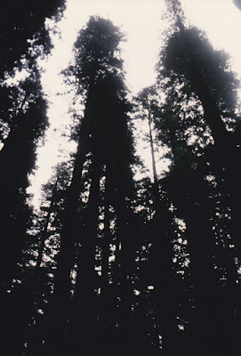 Coast Redwoods at Humboldt Redwoods State Park on March 19, 1992