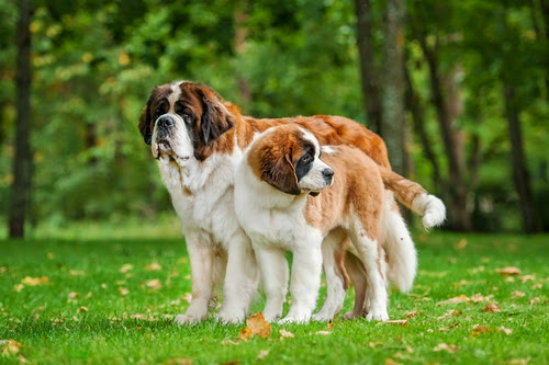 Top 5 Heaviest Dog Breeds