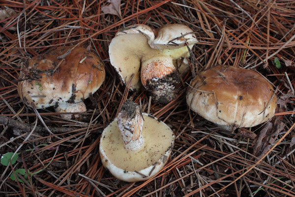 Suillus bellini