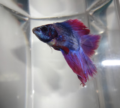 Betta splenden