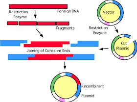 Recombinant plasmid with restriction enzymes