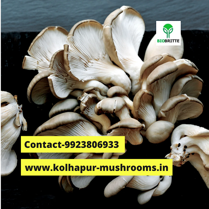 How to start mushroom farming in India | oyster mushroom cultivation | organic mushroom cultivation 