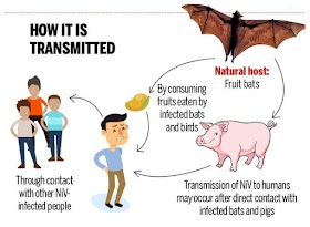 Seperti Virus Nipah, Coranavirus berpunca dari haiwan seperti kelawar atau ular