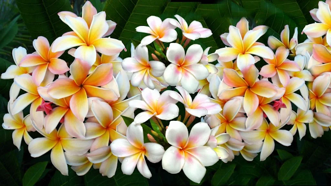 Flores de plumeria rubra com branco predominante, miolo com tons de amarelo e rosa