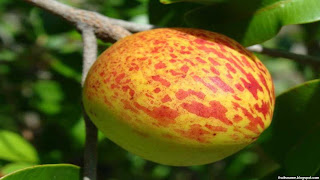 mangaba fruit images wallpaper