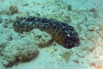 Pictures Of Sea Cucumbers5