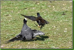 Slimbridge WWT - May