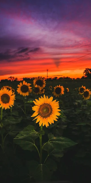 Wallpaper iphone 8 plus 4k Flower