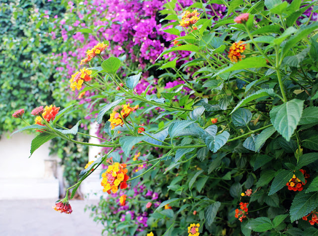 Flowers in Sevilla, Spain