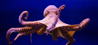 صور اخطبوط , خلفيات اخطبوط البحر رائعة لمحبي الحياة البحرية