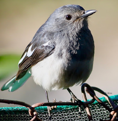 "Oriental Magpie-Robin - Copsychus saularis: Females are greyish black above and greyish white under.are common birds in urban gardens as well as forests. This bird is perched on the garden fence."