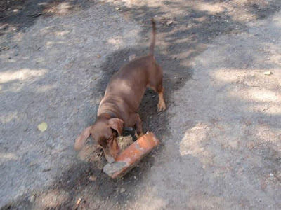 Strong Dachshund Seen On www.coolpicturegallery.us