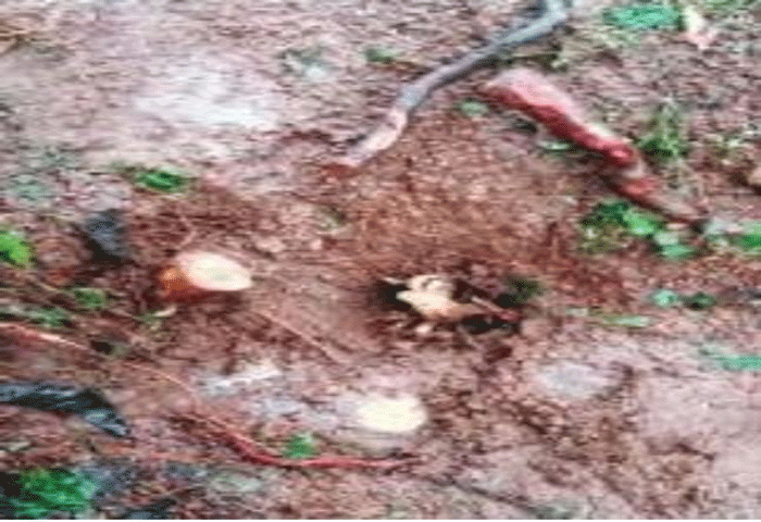 'Farmer group leader's sandalwood tree robbed in courtyard house, Kannur, News, Robbery, Complaint, Farmer Group Leader, Police, Probe, CCTV, Egg, Kerala News
