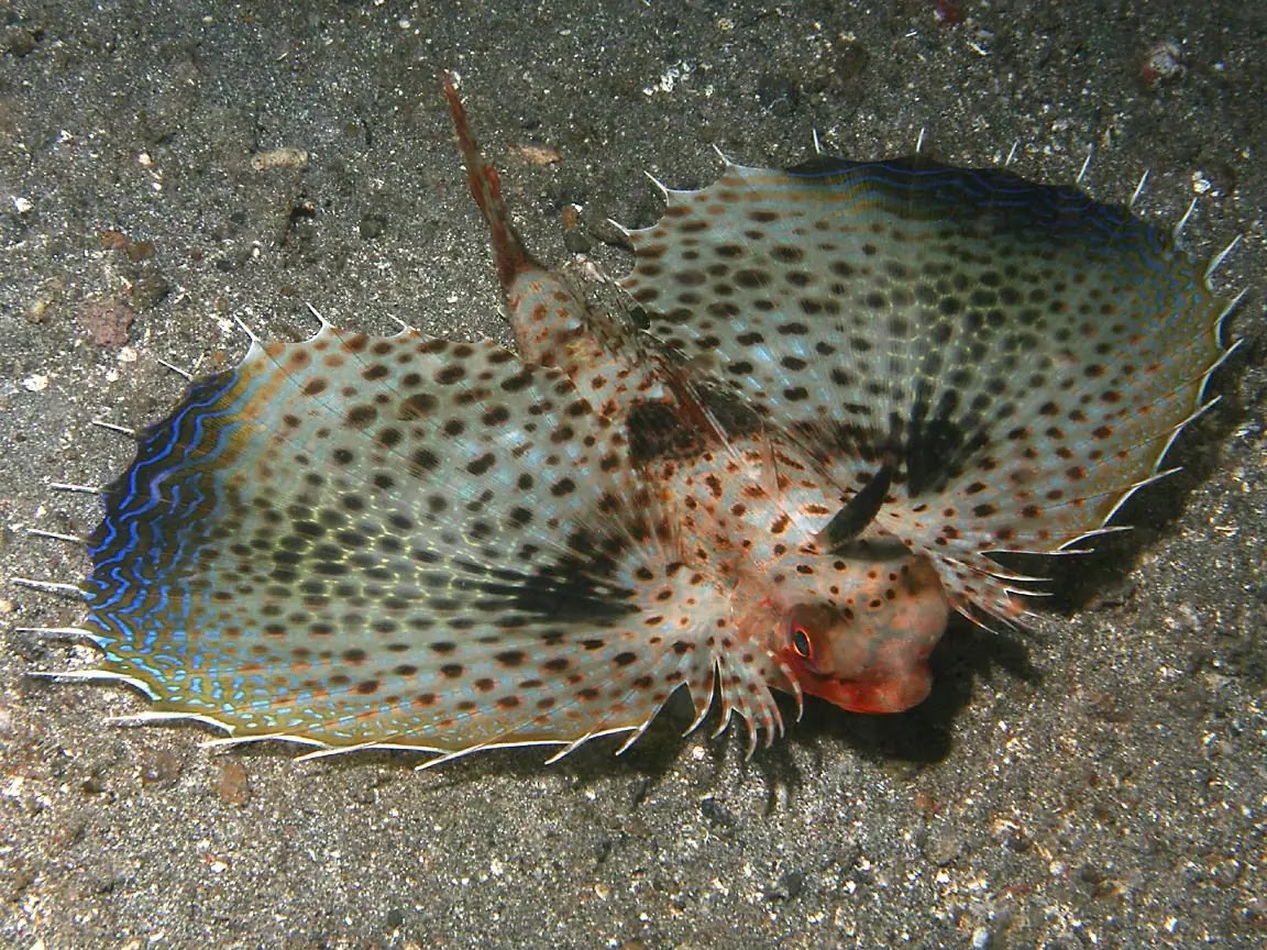 Sea Robin: Amazing Fish with Legs and Fins