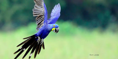 PARROT HD WALLPAPER FREE DOWNLOAD 33