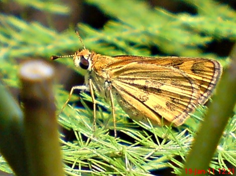 Kupu-Kupu Skipper Taractrocera archias