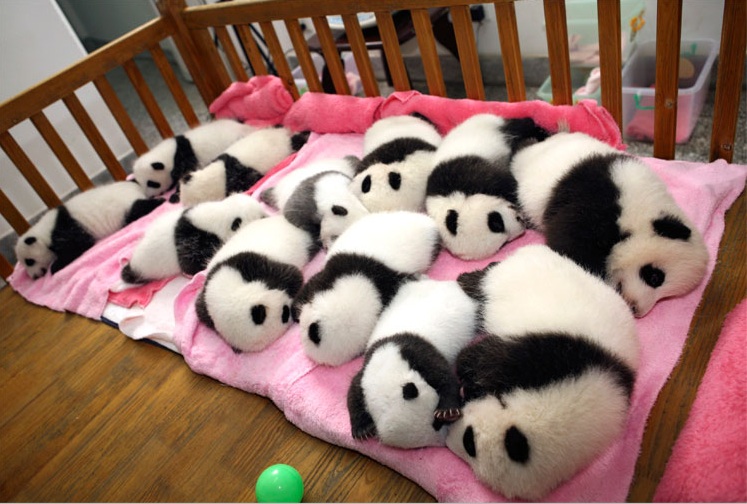  pink  bubblegum princess 5 gambar  cute baby Pandas 