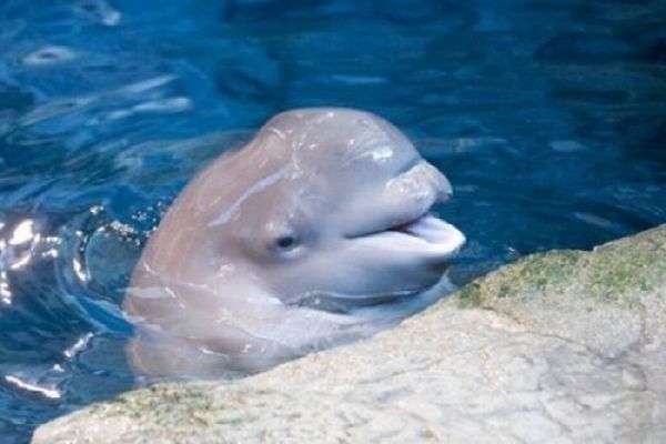 cute beluga whale pictures. Year old eluga whale and his