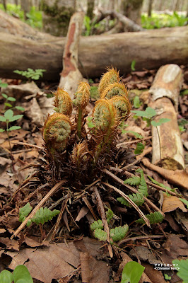 ヤマドリゼンマイ ≪Cinnamon Fern≫