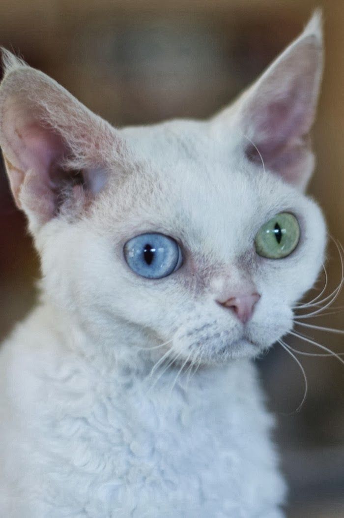 Mengapa kucing mempunyai 2 warna mata berbeza. - Kongxie 