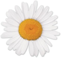 Apareceu a margarida...