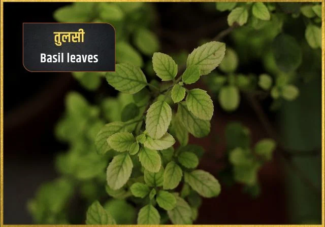 indian basil herb in hindi
