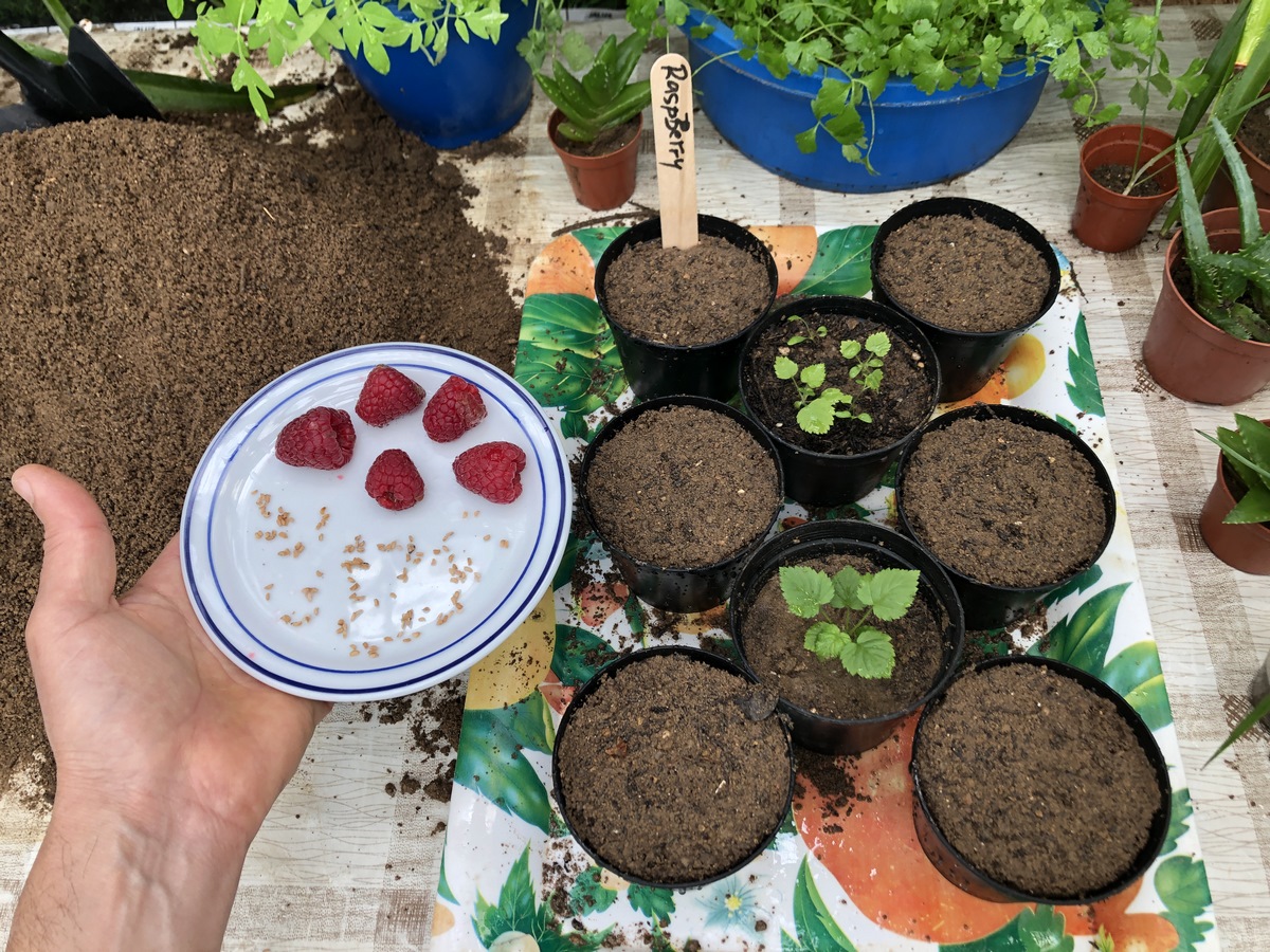 Whether you're a beginner or a seasoned green thumb, growing raspberries from seed is a rewarding indoor gardening adventure. It’s slow, yes. But it’s also one of the most satisfying things you’ll ever do — watching tiny seeds evolve into fruit-bearing plants, all under your care.