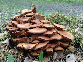 Park Krajobrazowy Orlich Gniazd, wiosenny las, grzyby wiosenne, grzyby w maju, śluzowce, samotek zmienny Reticularia lycoperdon, maślanka wiązkowa (łysiczka trująca) – Hypholoma fasciculare, piestrzenica kasztanowata Gyromitra esculenta