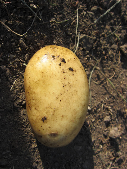 organic potato