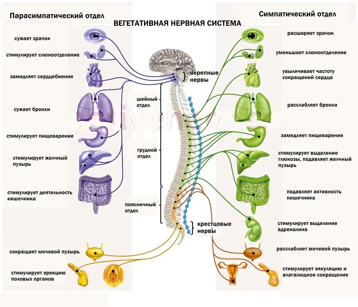 Нервный отдел и функции парасимпатической. Вегетативная нервная система. Парасимпатическая нервная система. Симпатическая и парасимпатическая нервная система. Вегетативная нервная система плакат.