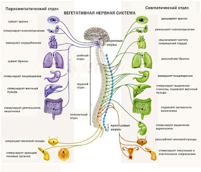 Вегетативная нервная система