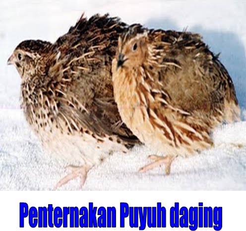 usaha penggemukan sapi potong terbaru