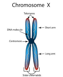 Kelainan Kromosom Numerik, Kelainan Kromosom Struktural