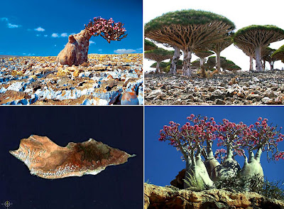 socotra island 7 Tempat Di Dunia Yang Unik Dan Menakjubkan