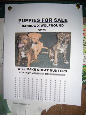 puppies and dogs for sale. Puppies And Dogs For Sale.