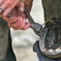 Farrier Schools in Florida and the Southeast