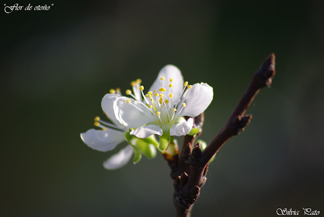 Flor de otoño