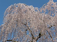 こちらの桜も満開になっていた。