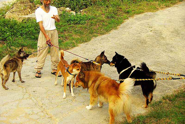 dogs, man,leash