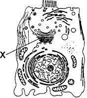 sel hewan, organel X adalah badan golgi, aparatus golgi